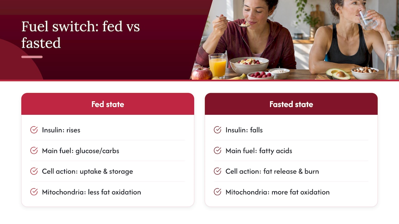 Fed and fasted fuel switching pathways