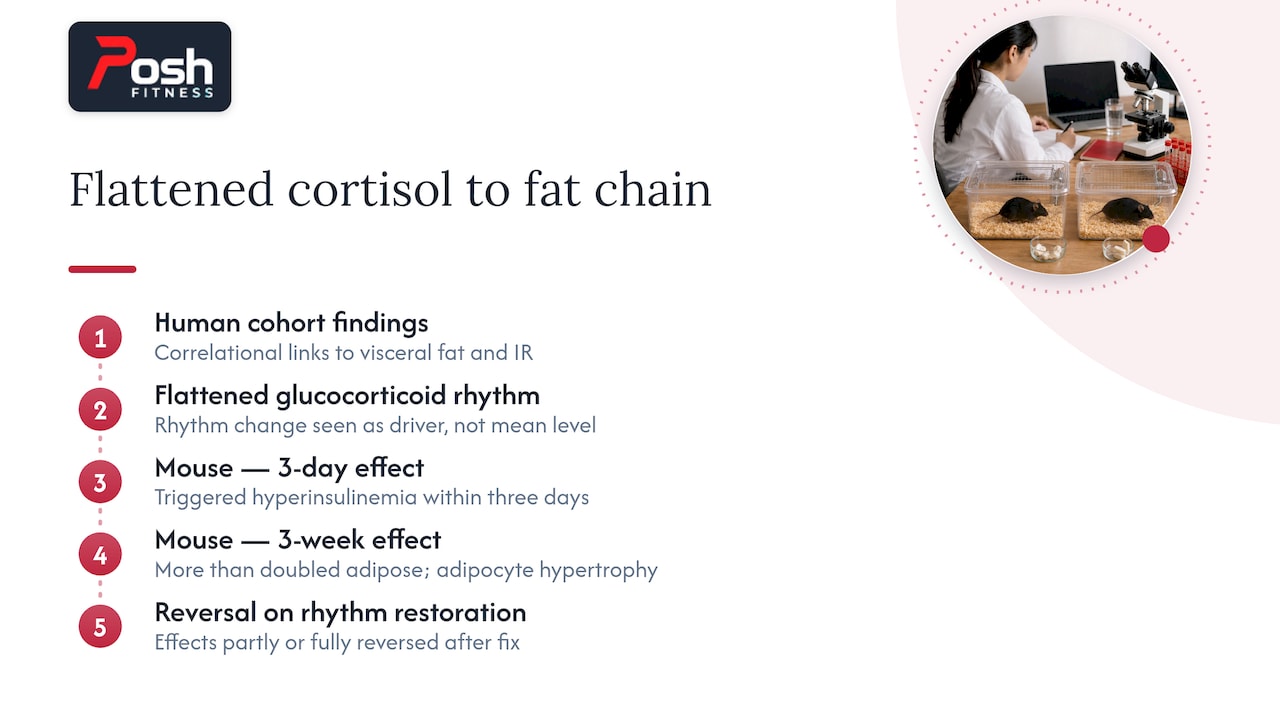 Evidence pathway linking cortisol rhythm and fat